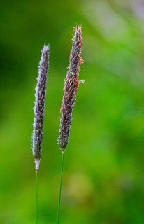 Meadow foxtail (Alopecurus pratensis)