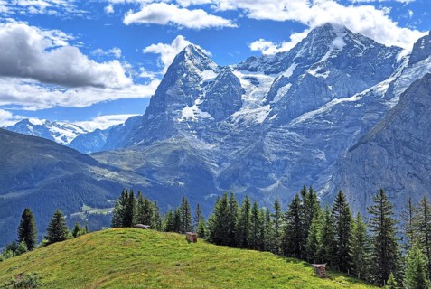 Mountain meadow in front of the Eiger and Moench
