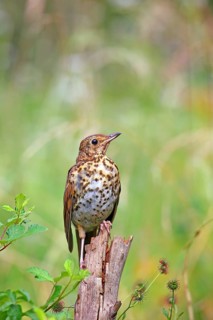 Song thrush (Turdus philomelos) sits on one root