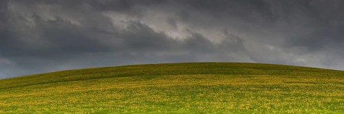 Flowering meadow (Taraxacum) with rain clouds