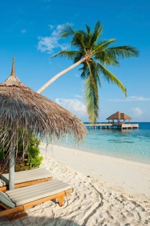 Palm covered parasol and beach chairs