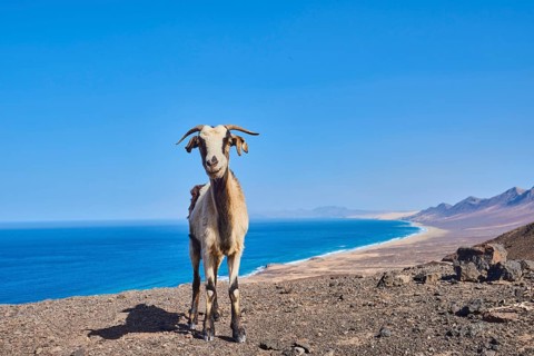 Domestic Goat (Capra aegagrus hircus )