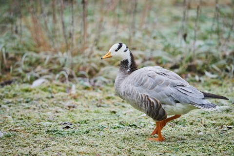 Bar-headed goose (Anser indicus) in a meadow with hoarfrost