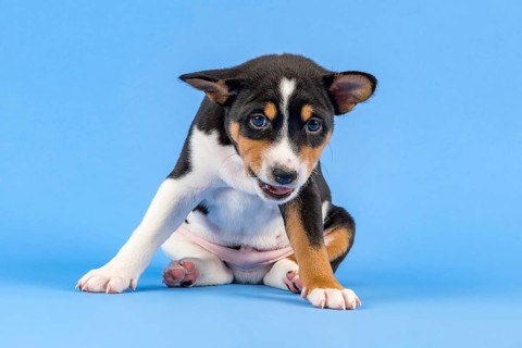 Basenji or Congo Terrier (Canis lupus familiaris)