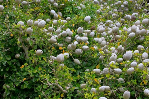 Gardenian Forest Gardenia