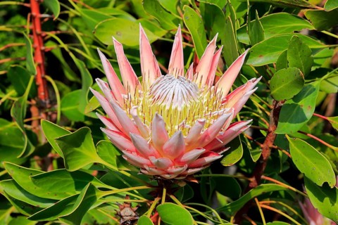 King Protea (Protea cynaroides)