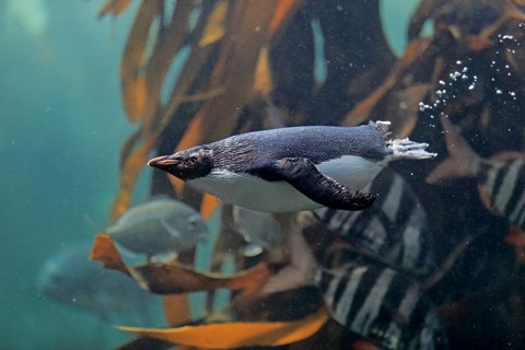 Northern Rockhopper Penguin (Eudyptes chrysocome)