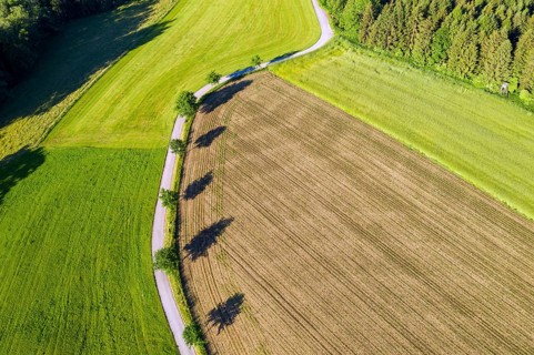 Small road through meadow and field with trees and shadows