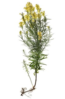 Common toadflax (Linaria vulgaris) on white background