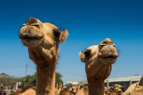 Camels on the Camel market