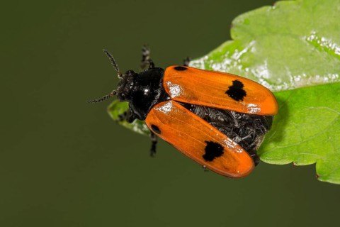 Willow Clytra (Clytra laeviuscula) in front of the departure from a leaf