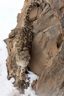 Snow leopard (Panthera uncia) on snowy rock
