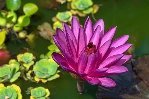 Water lily (Nymphaea sp.)