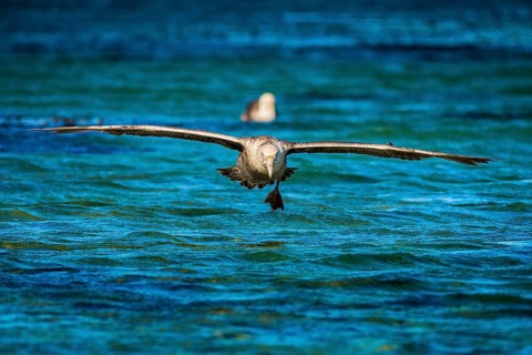 Southern giant petrel (Macronectes giganteus) lands on water