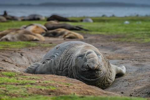 Southern elephant seal (Mirounga leonina)