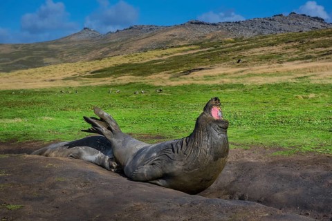 Southern elephant seal (Mirounga leonina)