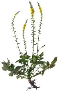 Common agrimony (Agrimonia eupatoria) on white background