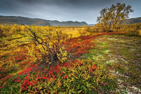 Autumnally discolored vegetation