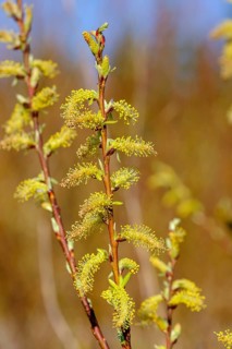 Willow catkin of the White willow (Salix alba)