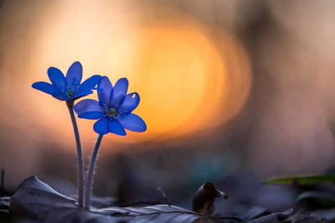 Two (Hepatica nobilis ) in front of sunset