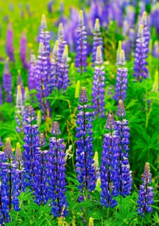 Lupines