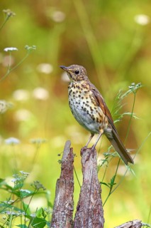 Song thrush (Turdus philomelos) sits on one root