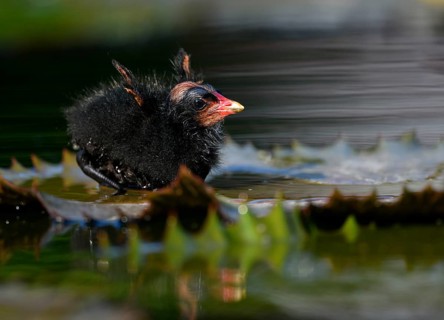 Common moorhen (Gallinula chloropus )