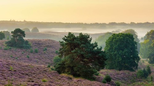 Pine in blooming heath with fog in the valleys
