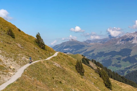 Mountain biker on a trail