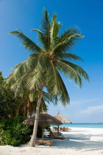 Beach dmit (Cocos nucifera)