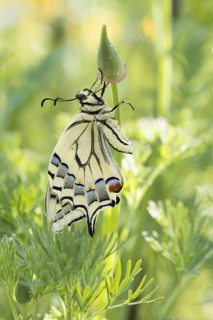 Swallowtail (Papilio machaon) on bud of California poppy (Eschscholzia californica)