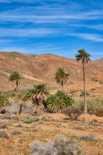 Canary date palm (Phoenix canariensis) in a barren mountain landscape