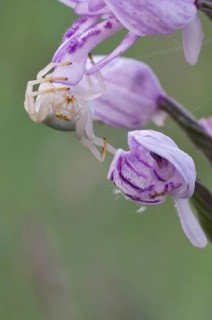 Crab spider (Thomisidae) sits on orchid (orchis)
