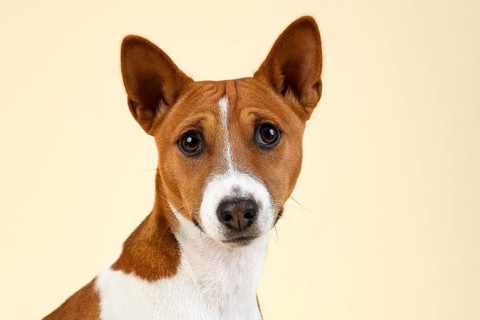 Basenji or Congo Terrier (Canis lupus familiaris)
