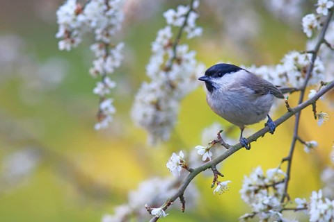 Marsh tit (Parus palustris) on flowering hawthorn branch