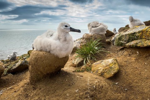 Black-browed Albatross (Thalassarche melanophris) chick on its nest