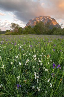 Meadow with white mountain daffodils (Narcissus radiiflorus) and Siberian iris (Iris sibirica)