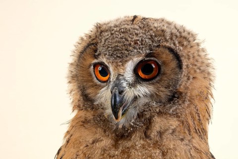 Bengal Eagle Owl