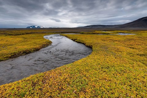 Autumnal colored or (Salix arctica) covers the banks of a stream