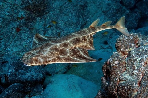 Atlantic angelshark (Squatina squatina) swimming through the reef