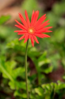 Barberton Daisy