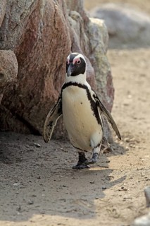 African penguin (Spheniscus demersus)