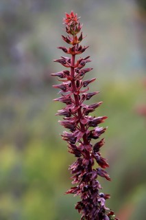 Giant honey flower (Melianthus major )