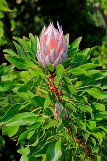 King Protea (Protea cynaroides)