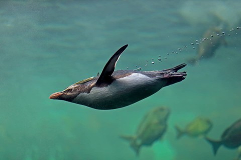 Northern Rockhopper Penguin (Eudyptes chrysocome)