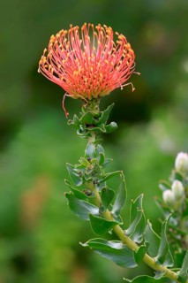Pincuspid Protea
