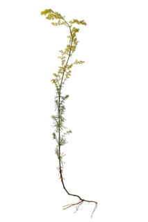 Lady's bedstraw (Galium verum) on white background