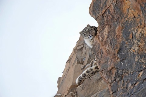 Snow leopard (Panthera uncia) looking down behind a rock