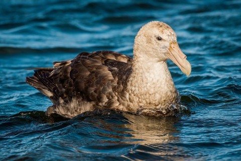 Southern giant petrels (Macronectes giganteus)