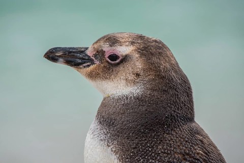 Magellanic penguin (Spheniscus magellanicus)